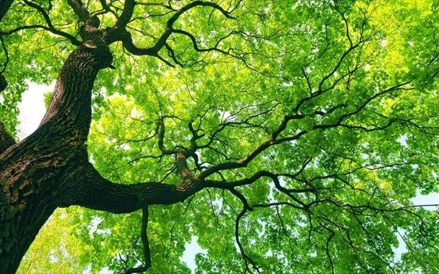 Никосия за 24 месяца высадит 23 000 деревьев и кустарников и обновит сады и берега Педиоса